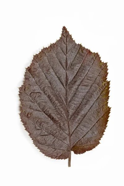 Folha de avelã marrom (Corylus maxima ) — Fotografia de Stock