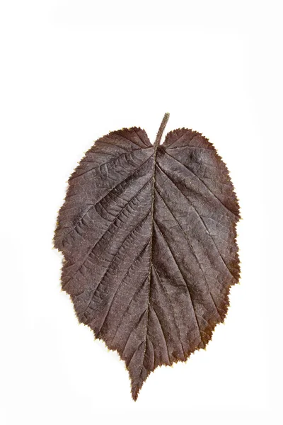 Brown hazel leaf (Corylus maxima) — Stock Photo, Image