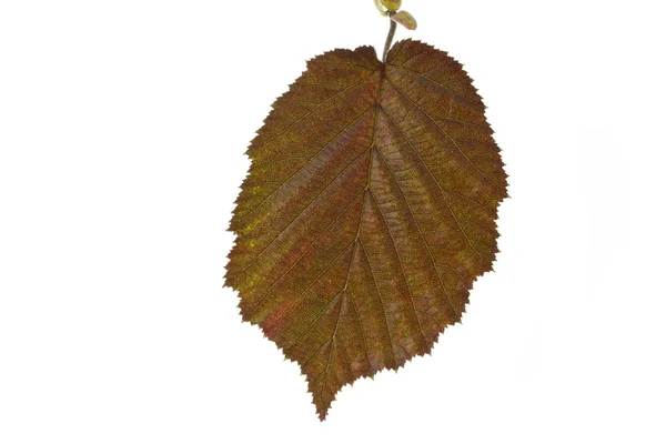 Hnědý list lísky (Corylus maxima) — Stock fotografie