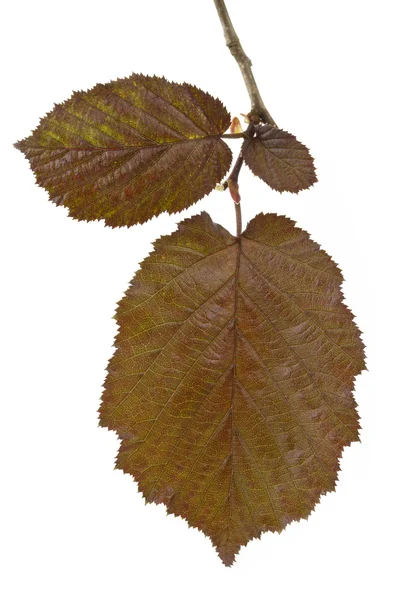 Коричневий Хейзел листя (ліщина Максима) — стокове фото