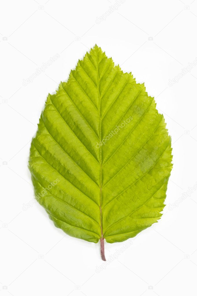 Beech tree leaf (Fagus) on white