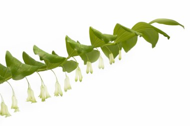 Polygonatum odoratum or Solomon's Seal plant clipart