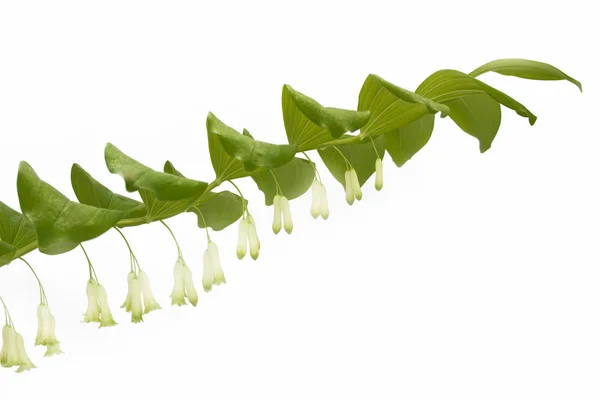 Polygonatum odoratum ou planta Selo de Salomão — Fotografia de Stock