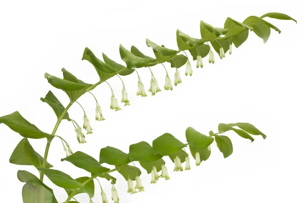 Polygonatum odoratum ou planta Selo de Salomão — Fotografia de Stock