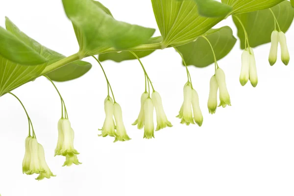 黄精玉竹或所罗门的封印的植物 — 图库照片