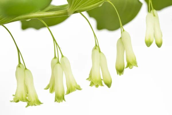Polygonatum odoratum o planta de sello de Salomón —  Fotos de Stock