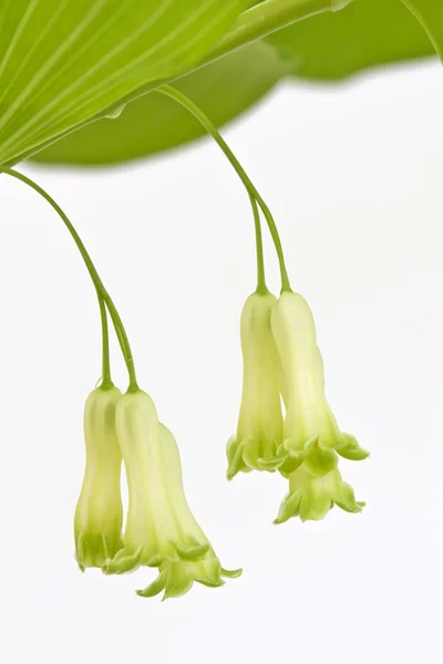 黄精玉竹或所罗门的封印的植物 — 图库照片