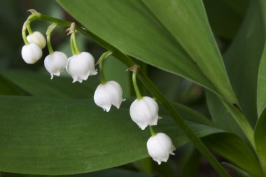 Lily vadi (Convallaria majalis) dışında