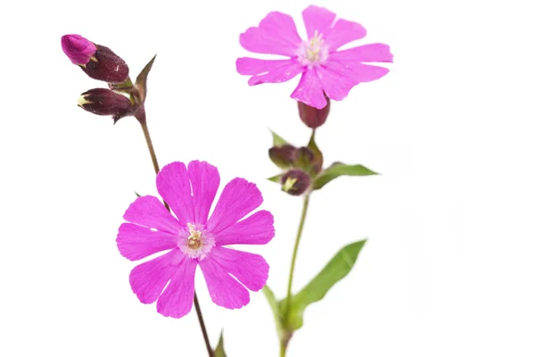 Silene dioica blomma eller röd campionon — Stockfoto