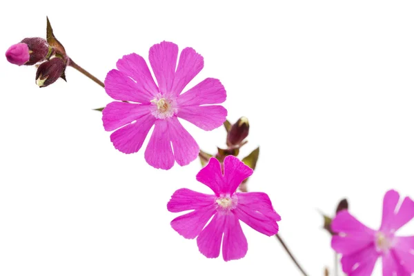 stock image Silene dioica flower or red campionon