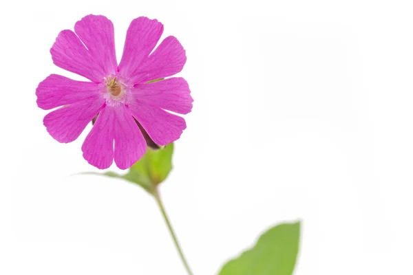 Silene dioica kwiat lub czerwony campionon — Zdjęcie stockowe