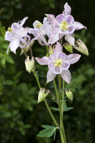 Orlik pospolity kwiat w ogrodzie — Zdjęcie stockowe