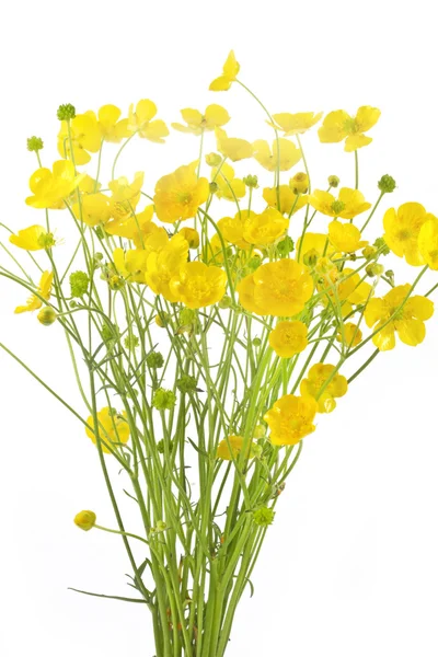 Ranunculus acris flowers — Stock Photo, Image