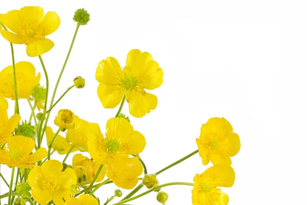 stock image Ranunculus acris flowers