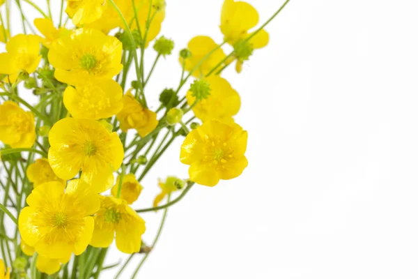 Ranunculus acris цветки — стоковое фото