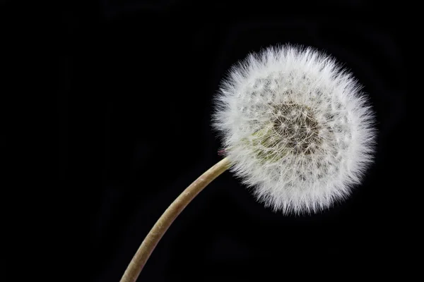 Löwenzahn, verblüht — Stockfoto