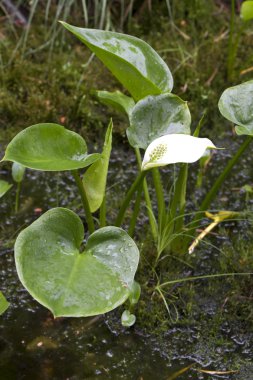 Calla palustris çiçek bavaria, Almanya için bir ormanda