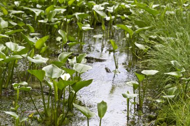 bavaria, Almanya için ormandaki Calla palustris çiçekler