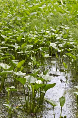 bavaria, Almanya için ormandaki Calla palustris çiçekler