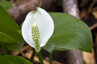 Calla palustris çiçek bavaria, Almanya için bir ormanda