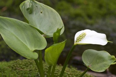 Calla palustris çiçek bavaria, Almanya için bir ormanda