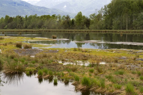 "nicklheim" upland moor Güney Bavyera, Almanya — Stok fotoğraf