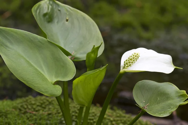 Calla palustris flower in a forest in Bavaria, Germany — Stock Photo, Image