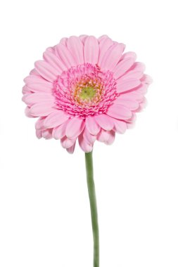 Tek pembe gerbera çiçek portre