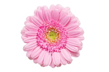 Tek pembe gerbera çiçek portre