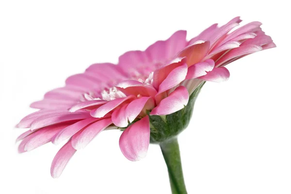 Single pink Gerbera flower closeup — Stock Photo, Image