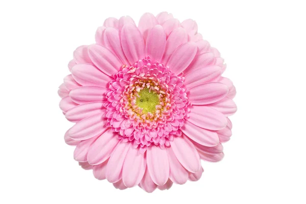 Stock image Single pink Gerbera flower closeup