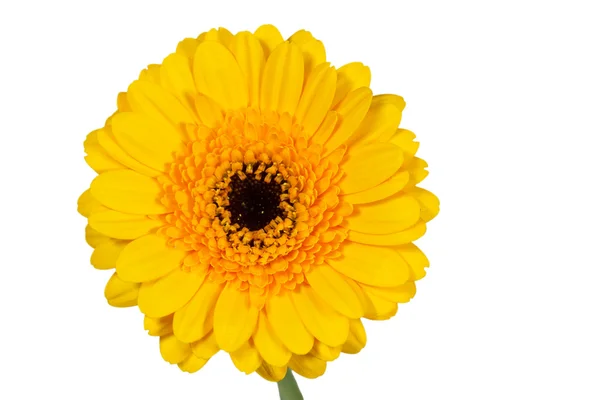 Single yellow Gerbera flower closeup — Stock Photo, Image