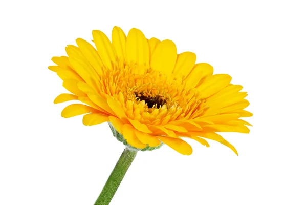 Single yellow Gerbera flower closeup — Stock Photo, Image