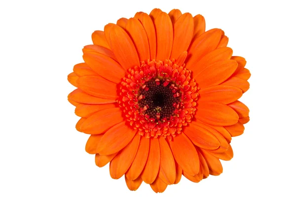 Zbliżenie kwiatów pojedynczy pomarańczowy gerbera — Zdjęcie stockowe