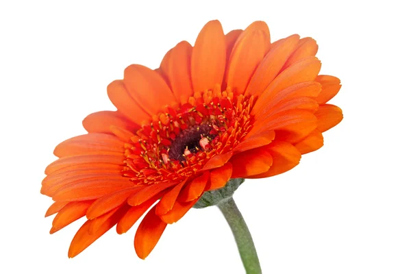 Single orange Gerbera flower closeup — Stock Photo, Image
