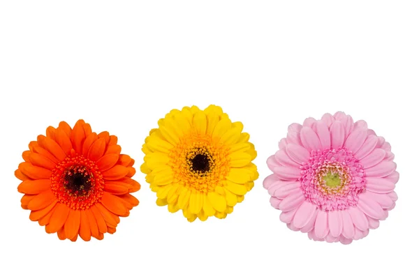 Three Gerbera flowers isolated on white — Stock Photo, Image