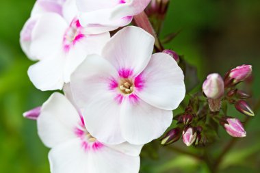 phlox paniculata çiçek çiçeklenme