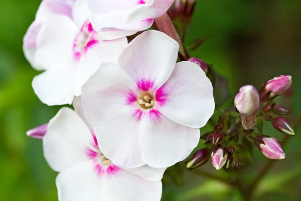 Virágzó Phlox paniculata virágok — Stock Fotó