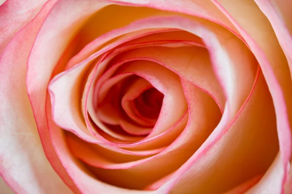 Rose closeup, narrow DOF — Stock Photo, Image