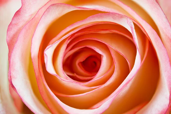 Rose closeup, large DOF — Stock Photo, Image