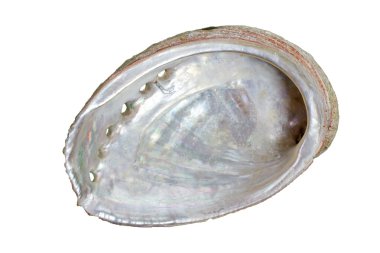 ormer (abalone) haliotis tuberculata, izole