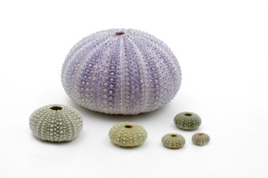 Sea urchin shells on white background clipart
