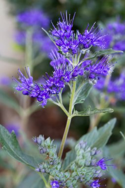 Tek caryopteris çiçek