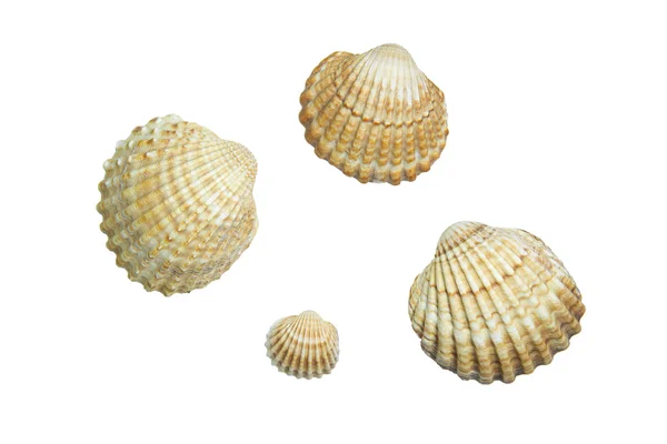 Seashells, isolated on white background — Stock Photo, Image