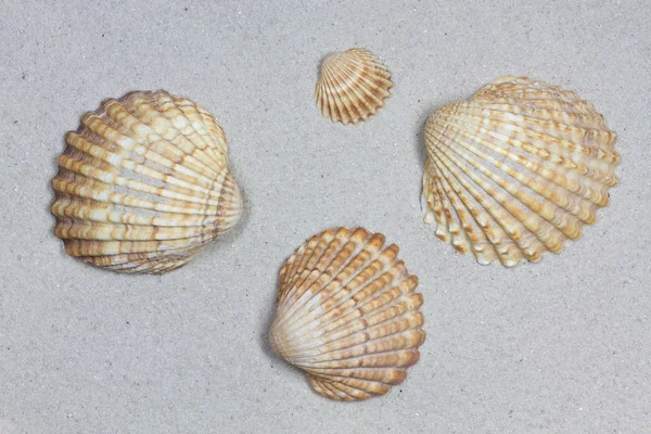 Seashells on sand, studio shot — Stock Photo, Image