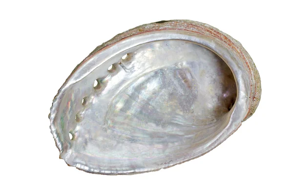 Ormer (abalone) haliotis tuberculata, elszigetelt — Stock Fotó
