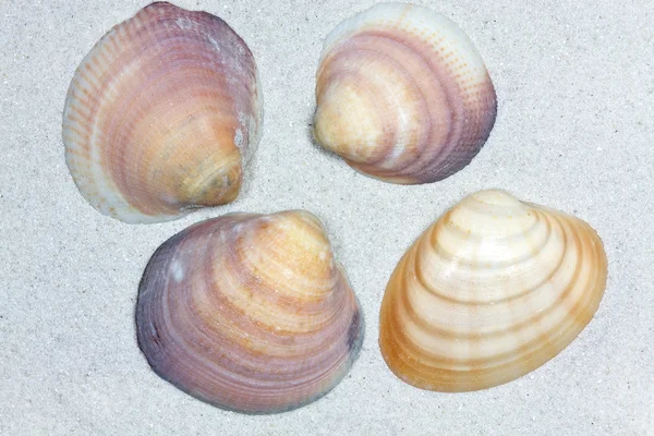 Cuatro conchas marinas en la arena —  Fotos de Stock