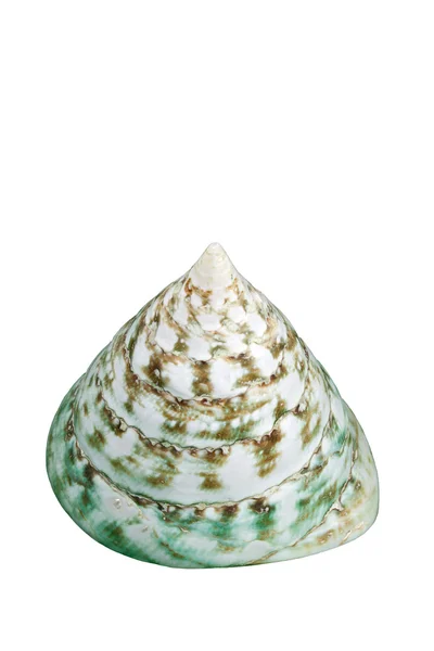 Single sea snail, isolated on white — Stock Photo, Image