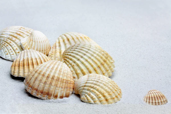 Oito conchas de coco comuns (Cerastoderma edule ) — Fotografia de Stock