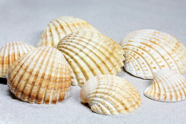 Conchas de concha comum (cerastoderma edule) dispostos ao lado um do outro em sa — Fotografia de Stock